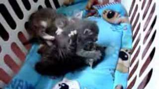 3 Cute Baby Kittens Playing [upl. by Arnaldo]