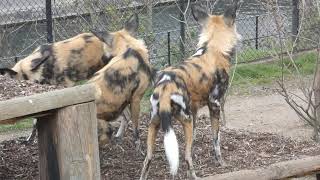 Playful African Wild Dogs in the Rain Painted Wolves Lycaon Pictus at London Zoo [upl. by Redleh604]