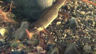 Newts salamander feeding on live worms underwater [upl. by Auhoj542]