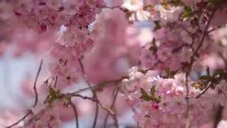 Körsbärsträd med otroliga blommor  Cherry blossom in Sweden [upl. by Breanne975]