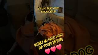 IS THIS THE MOST SPOILT DOG IN SPAIN doglover dogshorts doglife [upl. by Valdis]