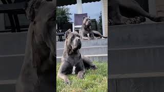 Cane corso dog 😱🥵 Large size dog pets shorts explore dog [upl. by Nodnal]