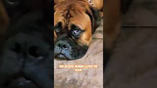 Bullmastiff Puppy Silly Heartwarming Door Drama😂 [upl. by Yesak]