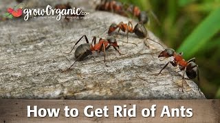 How to Get Rid of Ants [upl. by Sato]