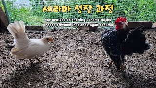 세라마 종계 성장과정 the process of growing Serama chicks proses pertumbuhan anak ayam cerama [upl. by Aurthur]