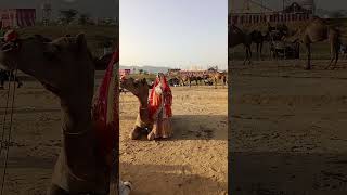 Pushkar Mela viral video ।। Pushkar camel fair [upl. by Leanahtan]