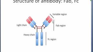 Antibody Structure Fc Fab region Epitope  Paratope Easy description [upl. by Nomra]