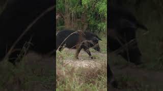 Florida hog hunting with Hoyt Bows [upl. by Ylak]