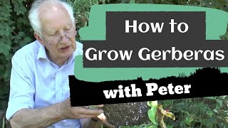 How to Grow Gerberas  Garden Ideas  Peter Seabrook [upl. by Eiruam]