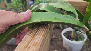 Dragon Fruit Branch Bending Brother Pollinating 90 flowers and Potting plants [upl. by Sosthena]