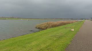 Rotte stormregen en hagel🐕1 [upl. by Nahtnahoj]