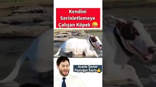 Kendini serinletmeye çalışan köpek 😆 Kendi nehrin serin sularına bırakarak keyif sürüyor😜 [upl. by Gabor]