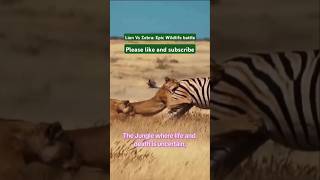 LION Vs ZEBRA Wildlife Battle for Surviver [upl. by Carla]