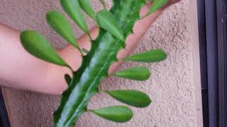 How to Cut and Propogate African Milk Tree Euphoria Trigona [upl. by Belshin229]