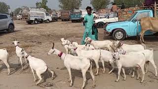 Sindhi tapri and Barbari goats [upl. by Adnirual]