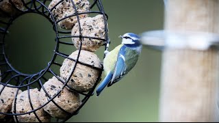 🐦 Vögel füttern von Sommer bis Winter ☀️❄️ Tipps vom Experten zur Ganzjahresfütterung🌿 [upl. by Sadira533]