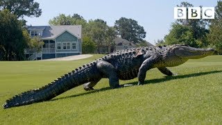 The Alligators taking over Americas golf courses  BBC [upl. by Ahsilrac608]