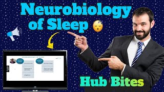 Neurobiology of Sleep  Circadian Rhythms SleepWake Cycle and Insomnia [upl. by Uhthna]