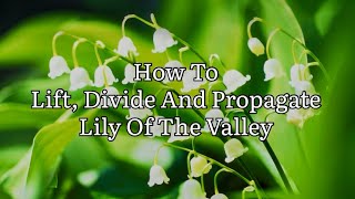 How To Propagate Lily Of The Valley Growing Lily Of The Valley [upl. by Mal52]