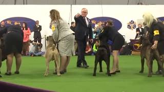 Cane Corso WKC 2018 [upl. by Nirik892]