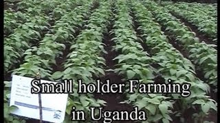 Small holder Farming in Uganda [upl. by Ssecnirp]