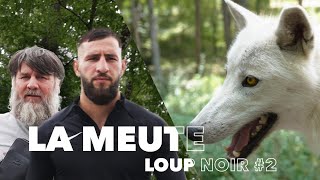 Je pars à la rencontre dune meute de loups  LOUP NOIR 2 [upl. by Duggan]