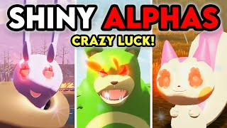 CRAZY SHINY ALPHA LUCK  25 MORE in Pokemon Legends Arceus [upl. by Friedly]