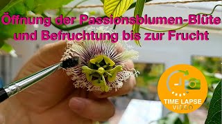 Öffnung der Passions Blüten bis zur Frucht [upl. by Osrock707]