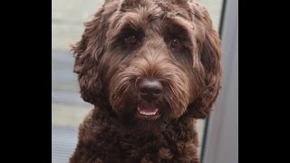 Australian Labradoodle Puppy doing Tricks [upl. by Dowdell490]