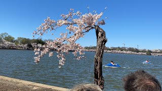 Cherry Blossom in Washington DC 2024 [upl. by Amoreta203]