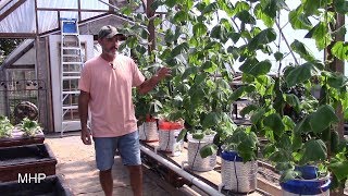 Dutch Bucket Hydroponics  Growing Cucumbers Tyria and Iznik [upl. by Euqinemod134]