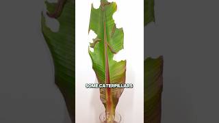 Viral Videos of Caterpillars Rapid Eating 😱 viralvideos caterpiller [upl. by Dunc70]