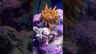 My 1st Anemone follow my journey and start your own reef tank fishshell clownfish crazy fish [upl. by Vescuso]