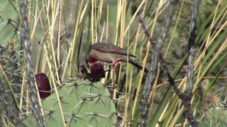 Birds of Bosque del Apache Pyrrhuloxia eating cactus fruit [upl. by Granville]