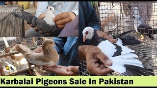 Pigeons Market in Pakistan  Guru Mandir Kabootar Market [upl. by Malilliw]