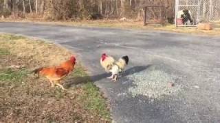 Rooster vs rooster [upl. by Lindblad]