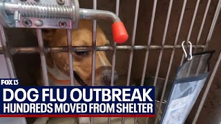 Canine flu outbreak hits Hillsborough animal shelters [upl. by Charles795]