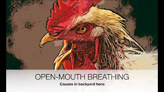 Open mouth breathing in chickens ACTUAL CAUSES  Sez the Vet [upl. by Lesh94]