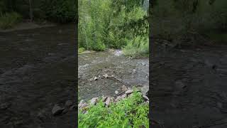 Hooded Merganser Pair Swimming amp Eating Upstream Cayoosh River Hwy 99 BC 🇨🇦 [upl. by Aire]