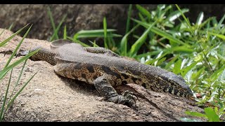 Day Three Another 5 Days in Kruger National Park 18 Oct 2023 [upl. by Ibrad317]