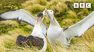 The albatrosses in a samesex partnership  Frozen Planet II  BBC [upl. by Leanatan]