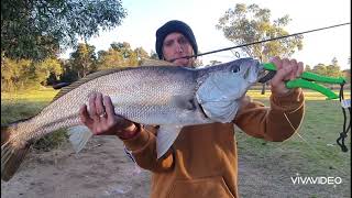 Georges River 17 I Jewfish I Mulloway  Catch amp Release plus Gear Tips [upl. by Elleral]