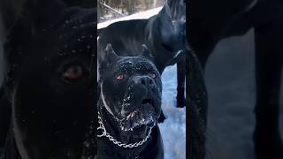 5 Bloody Dog Species in The World 😰😈 facts shorts dogs dogbreed shortsvideo viralvideo [upl. by Grimonia]