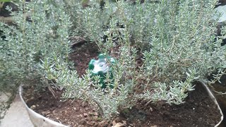 Guhinga Thyme mumufuka umuti uvura imikorere mibi yubwonkohow to grow thyme at home is a medicine [upl. by Aimee640]