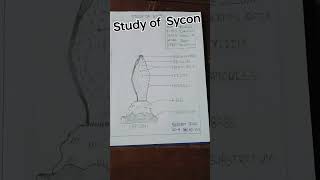 zoology practical of Sycon [upl. by Yeorgi]