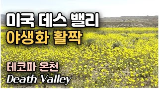 미국 데스 밸리에 야생화가 활짝 피었어요 데스밸리 Death Valley 야생화 꽃 Desert Gold  Delights Hot Springs 테코파 온천 [upl. by Adila]