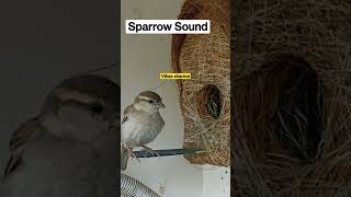 Sparrow Sound Chirrpirr Sparrow savesparrow greaternoida [upl. by Uuge]