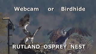 Rutland Osprey Nest 2021  Webcam or Bird Hide [upl. by Asiek]