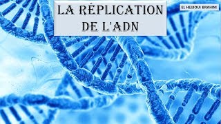 Cours de biologie moléculaire 2 LA RÉPLICATION DE LADN [upl. by Intruok505]