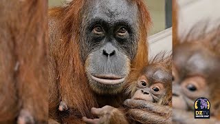 Meet Siska the Baby Sumatran Orangutan 🦧 🧡 [upl. by Tound]